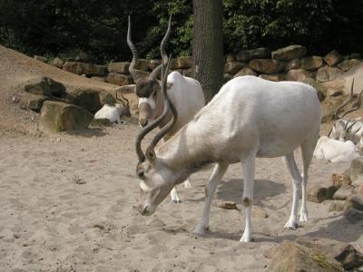Addax Antilope